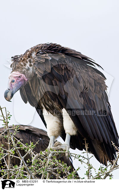 Lappengeier / red-headed vulture / MBS-03291