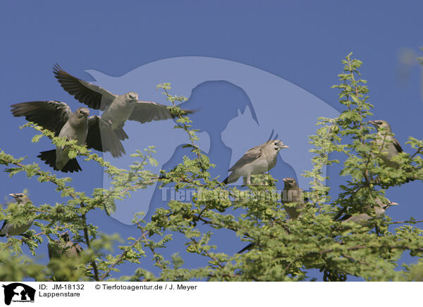 Lappenstare / African wattled starlings / JM-18132