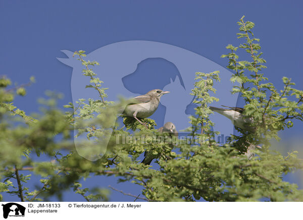 Lappenstare / African wattled starlings / JM-18133