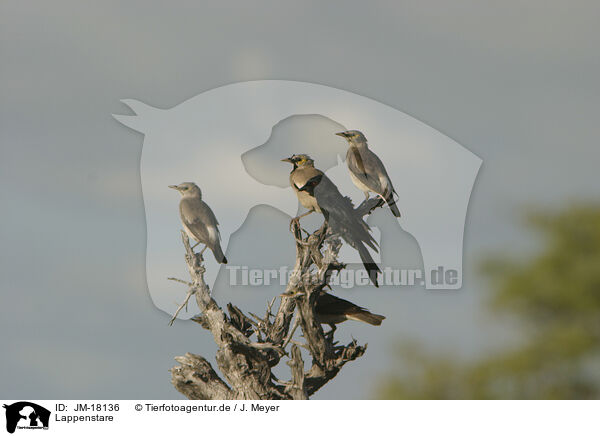 Lappenstare / African wattled starlings / JM-18136