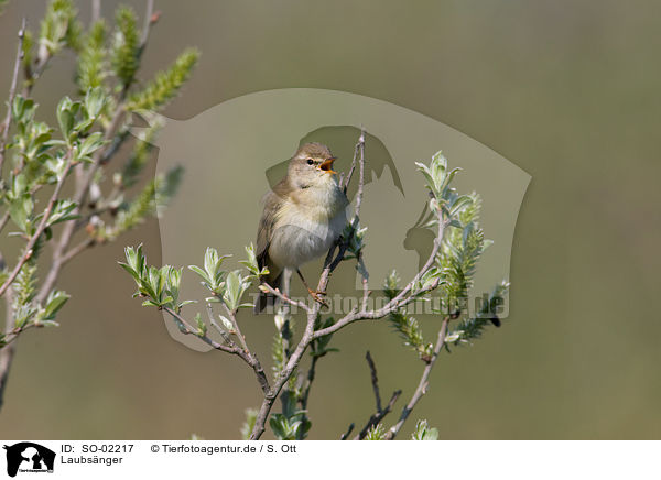 Laubsnger / leaf warbler / SO-02217