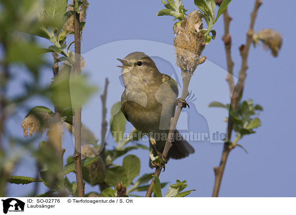 Laubsnger / leaf warbler / SO-02776