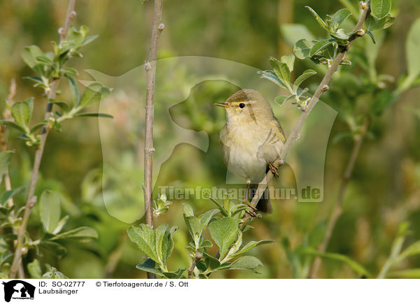 Laubsnger / leaf warbler / SO-02777