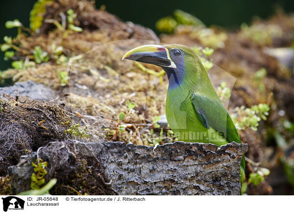 Laucharassari / JR-05648
