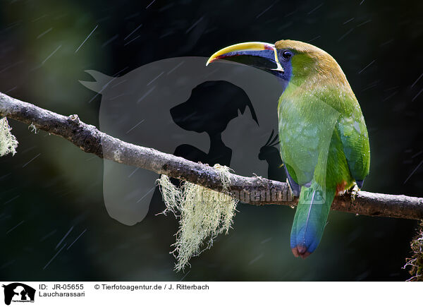 Laucharassari / emerald toucanet / JR-05655