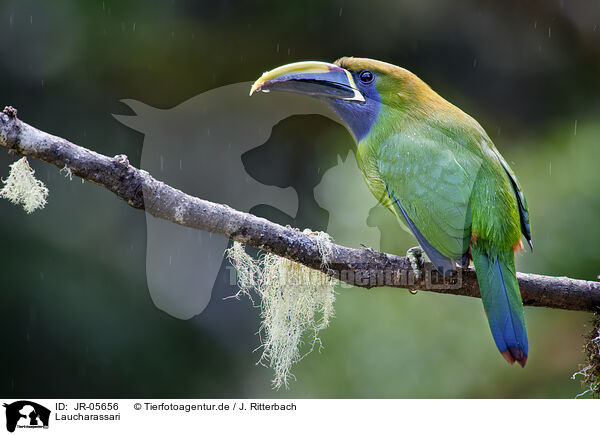 Laucharassari / JR-05656