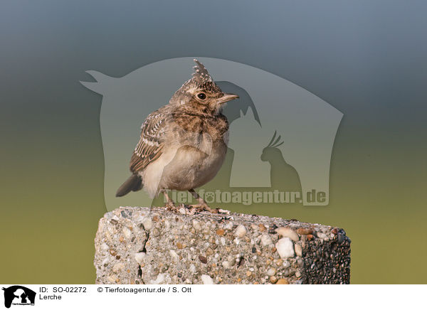 Lerche / lark / SO-02272