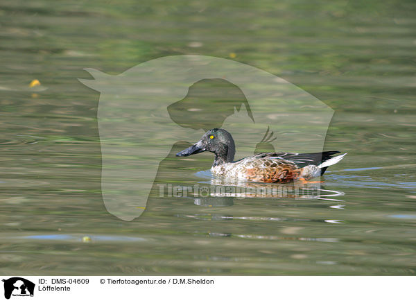 Lffelente / northern shoveller / DMS-04609