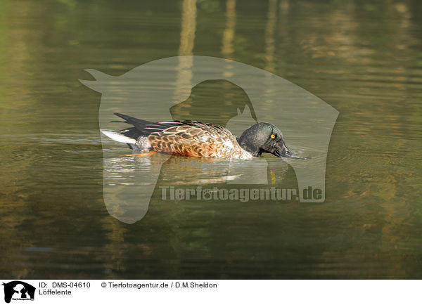 L�ffelente / DMS-04610