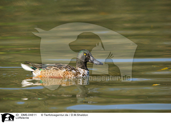 Lffelente / northern shoveller / DMS-04611