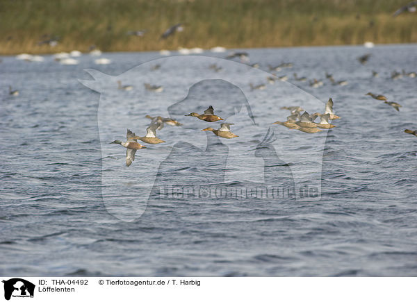 Lffelenten / northern shoveler / THA-04492