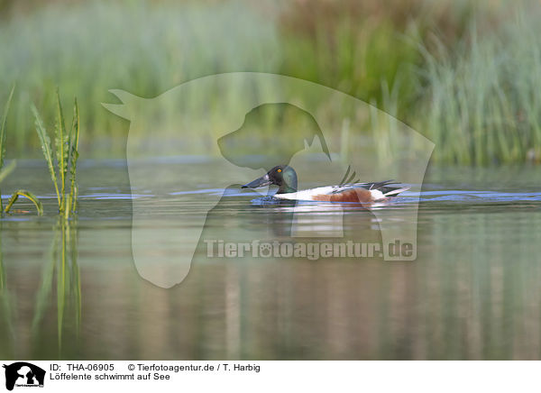 Lffelente schwimmt auf See / shoveller duck swims on sea / THA-06905