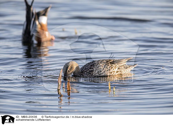 schwimmende Lffelenten / swimming Northern Shovellers / MBS-20436