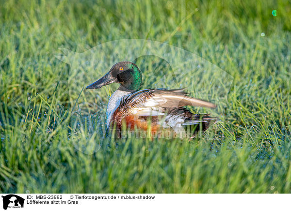 Lffelente sitzt im Gras / MBS-23992