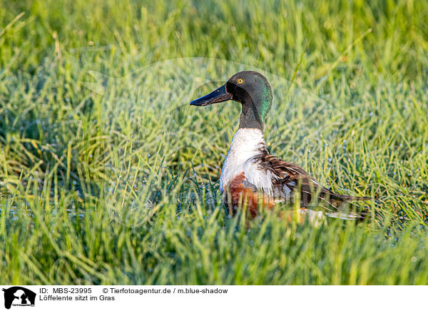 Lffelente sitzt im Gras / MBS-23995