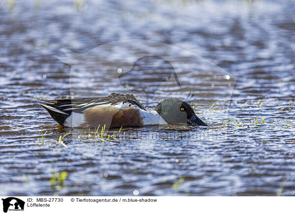 Lffelente / northern shoveler / MBS-27730