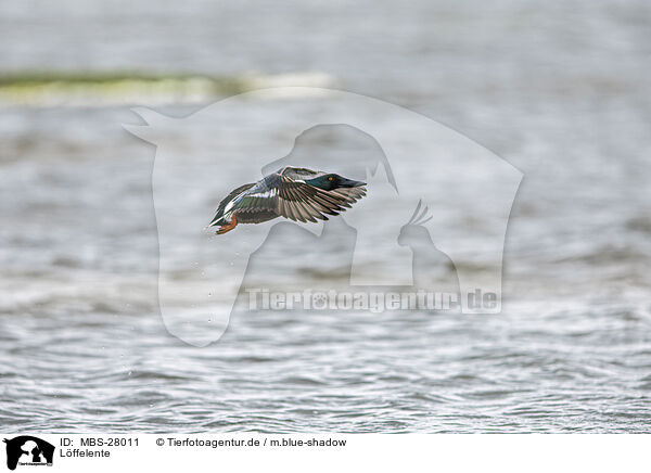 Lffelente / northern shoveler / MBS-28011