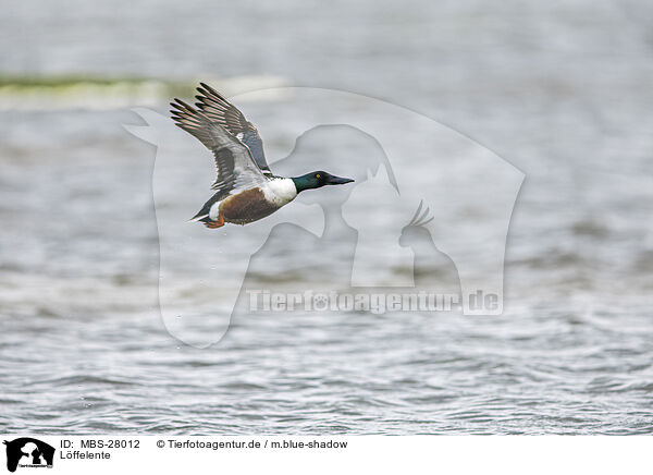 Lffelente / northern shoveler / MBS-28012