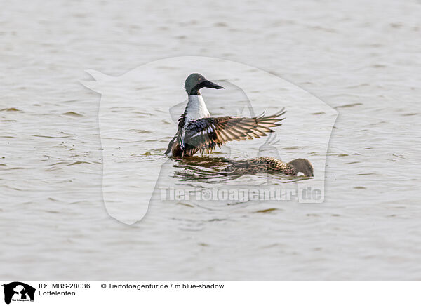 Lffelenten / northern shoveler / MBS-28036