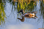 Lffelente schwimmt im See