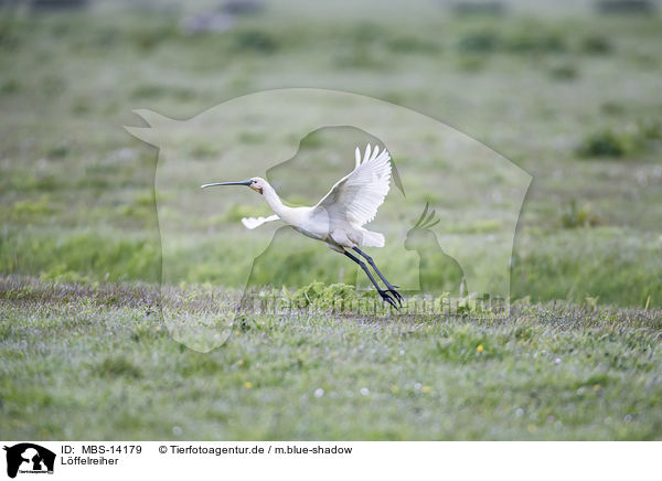 Lffelreiher / white spoonbill / MBS-14179