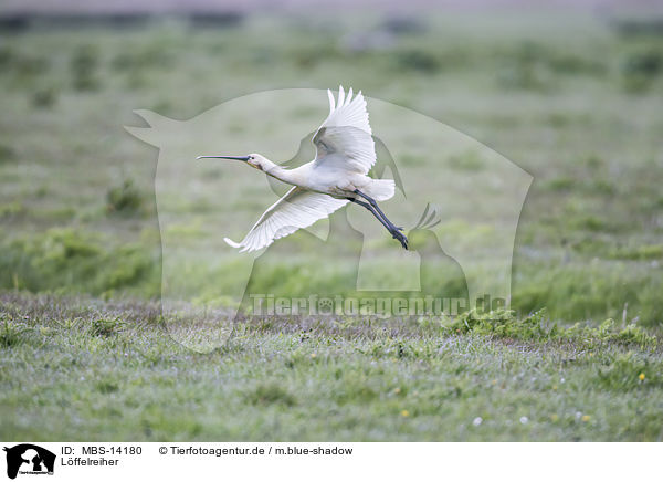 Lffelreiher / white spoonbill / MBS-14180