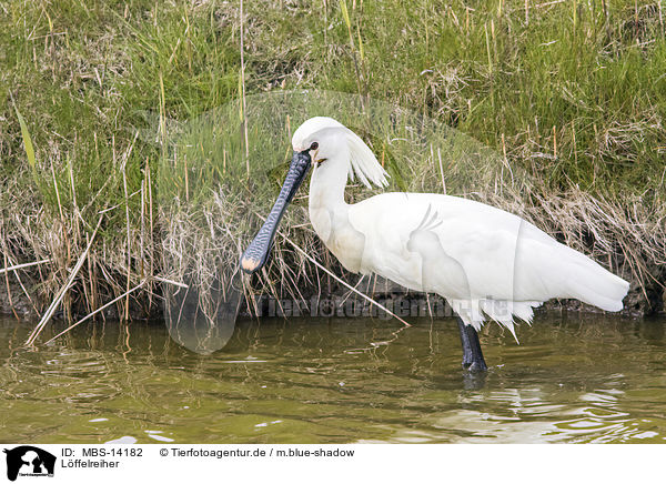 Lffelreiher / white spoonbill / MBS-14182