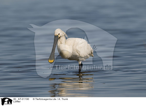 Lffler / white spoonbill / AT-01190