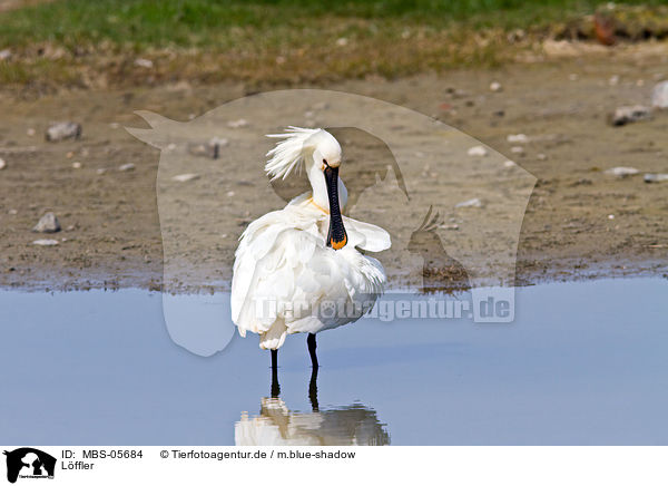 L�ffler / white spoonbill / MBS-05684