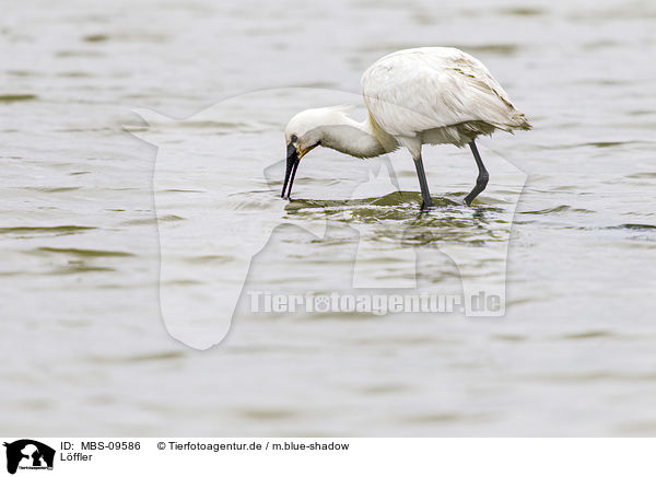 Lffler / white spoonbill / MBS-09586