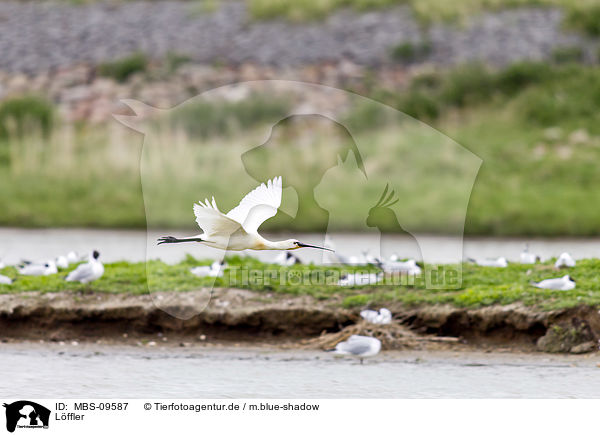 Lffler / white spoonbill / MBS-09587