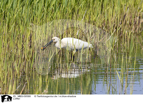 Lffler / white spoonbill / MBS-09588