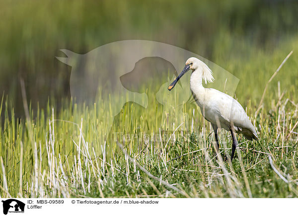 Lffler / white spoonbill / MBS-09589