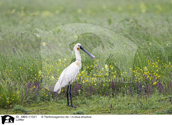 Lffler / white spoonbill / MBS-11021