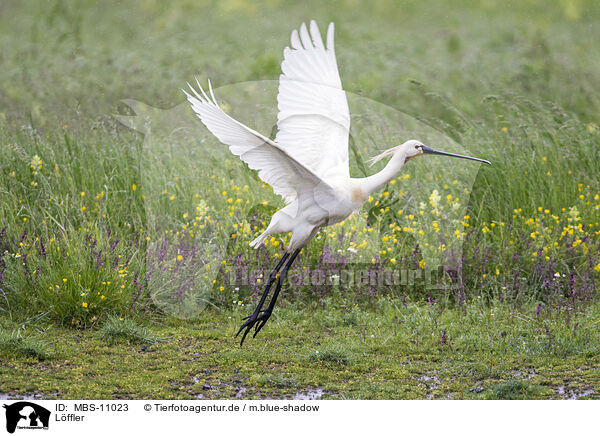 Lffler / white spoonbill / MBS-11023