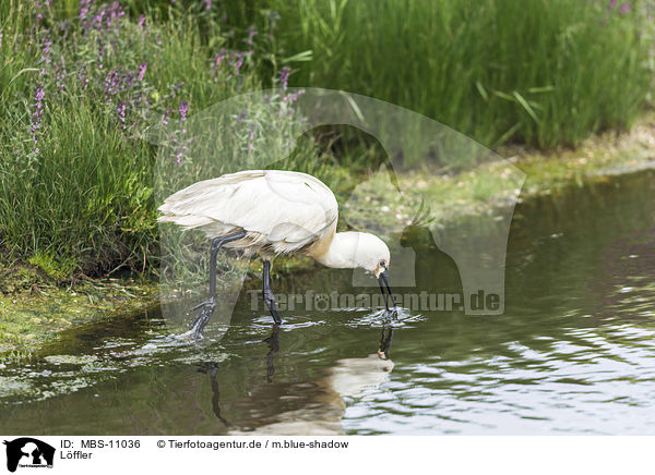 Lffler / white spoonbill / MBS-11036