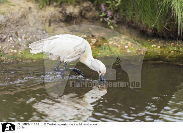 Lffler / white spoonbill / MBS-11038