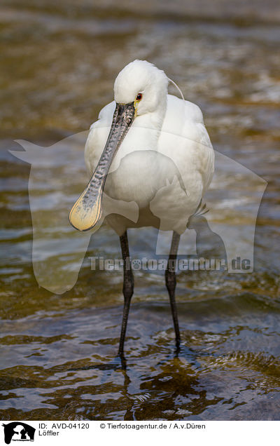 Lffler / white spoonbill / AVD-04120