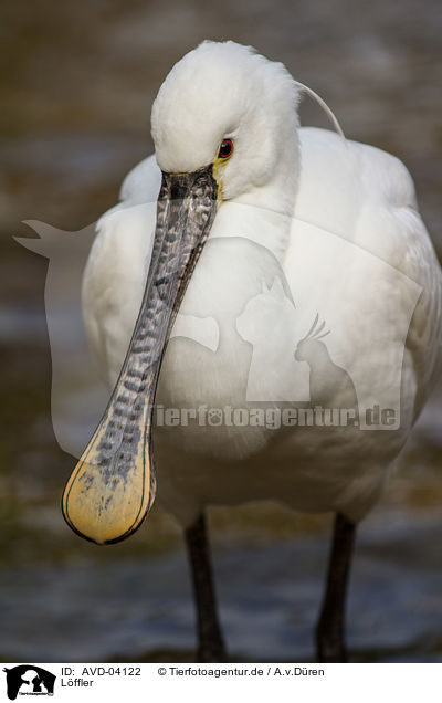 Lffler / white spoonbill / AVD-04122