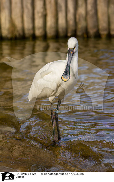 Lffler / white spoonbill / AVD-04125