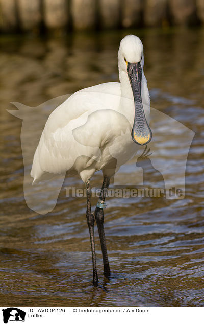 Lffler / white spoonbill / AVD-04126