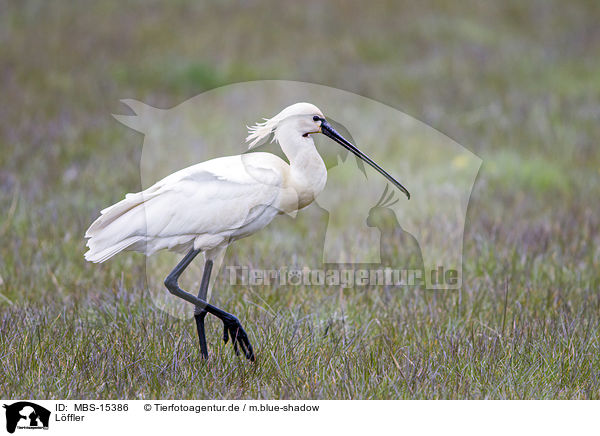 Lffler / white spoonbill / MBS-15386
