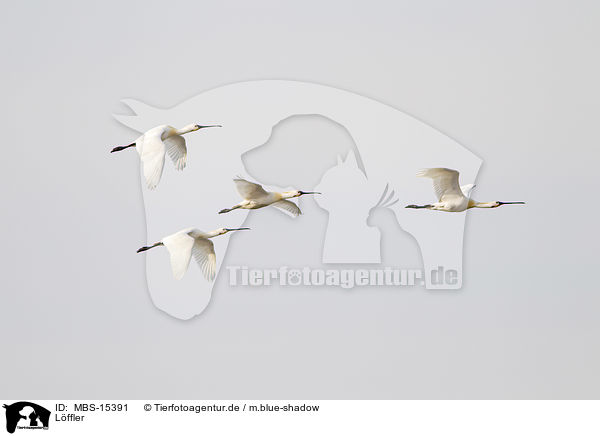 Lffler / white spoonbills / MBS-15391