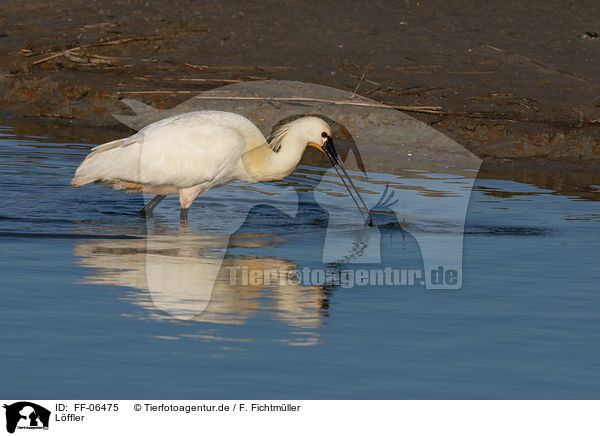 Lffler / white spoonbill / FF-06475