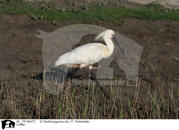 L�ffler / white spoonbill / FF-06477
