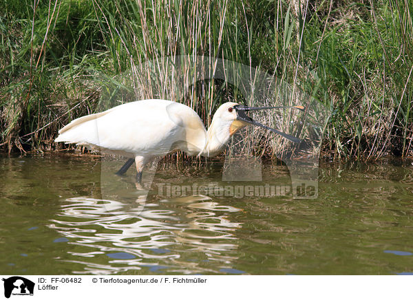 L�ffler / white spoonbill / FF-06482