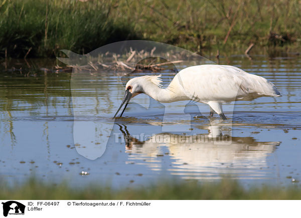 Lffler / white spoonbill / FF-06497