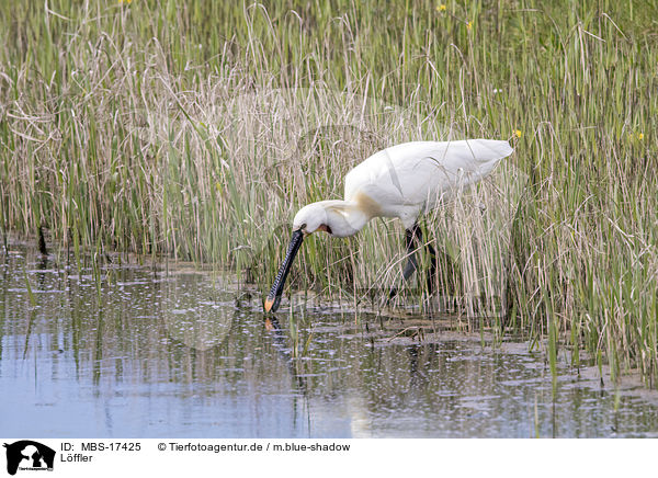 Lffler / white spoonbill / MBS-17425