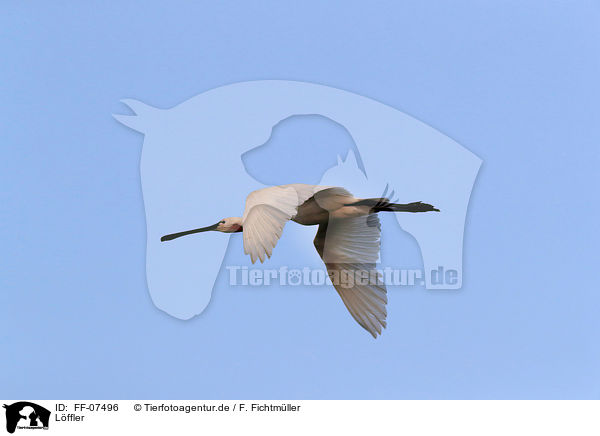 Lffler / white spoonbill / FF-07496