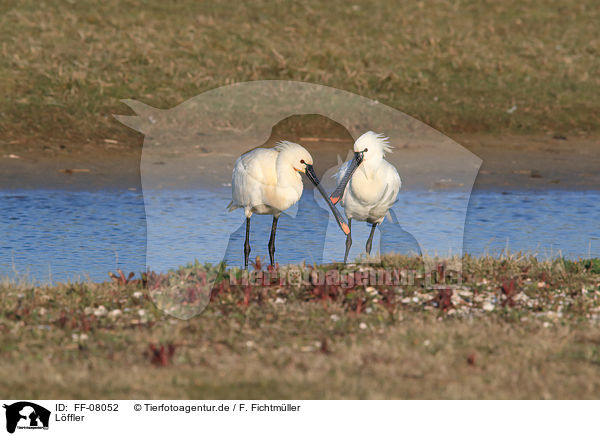 Lffler / white spoonbill / FF-08052
